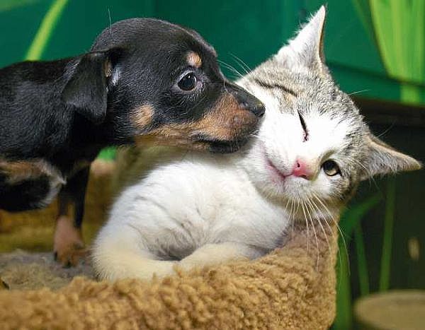 dog sniffing cat