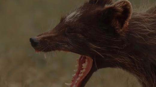 brown lion on green grass