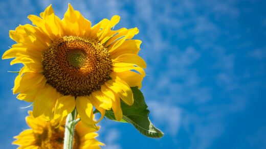 sunflowers under blue sky