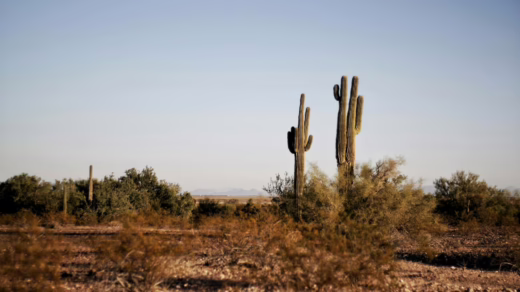two green cactus plants at daytime