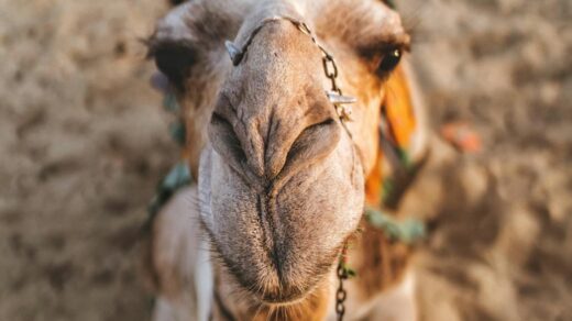 close up photo of camel lying down on sand