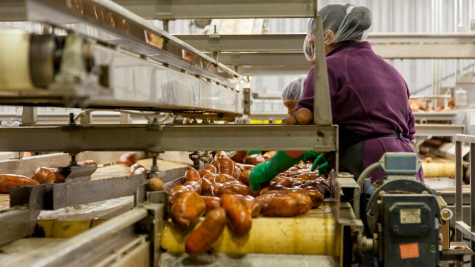 woman cleaning sweet potatoes