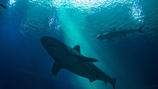 an underwater shot of a shark