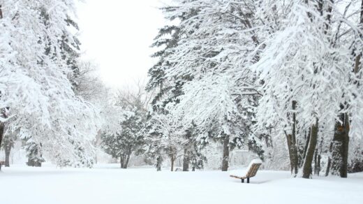 photography of fir trees covered in snow