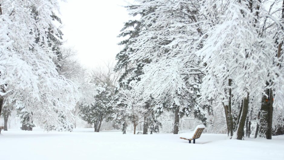 photography of fir trees covered in snow