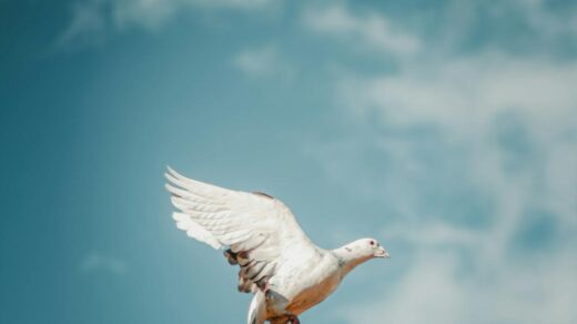 white dove in flight against blue sky