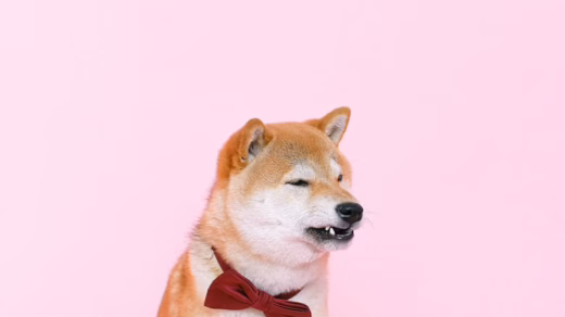 shiba inu wearing bowtie