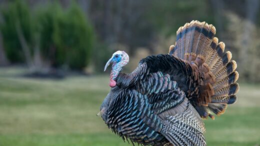 wild turkey in nature