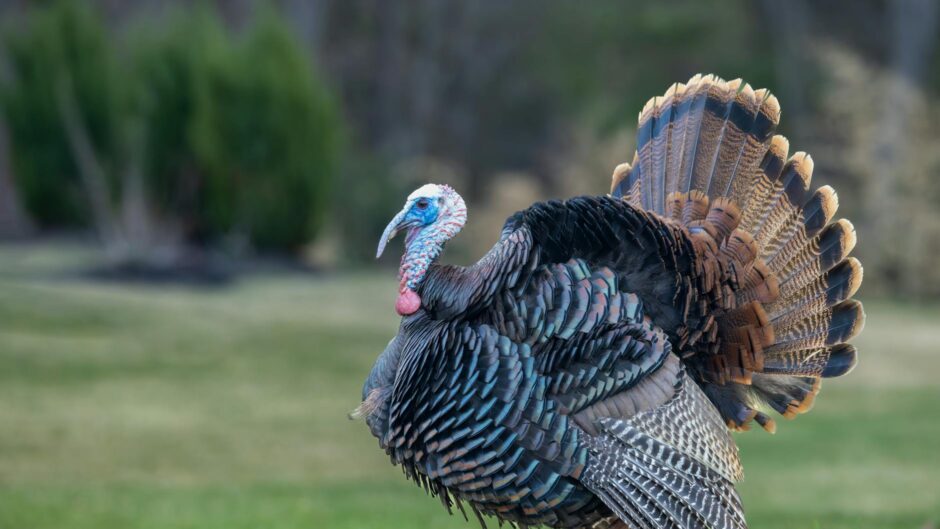 wild turkey in nature