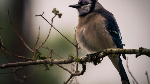 close up of a blue jay perched on a branch