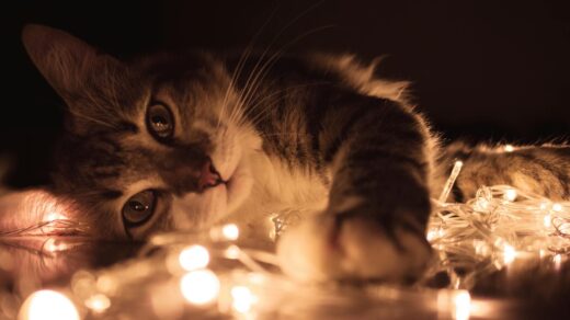 gray tabby cat lying on white string lights