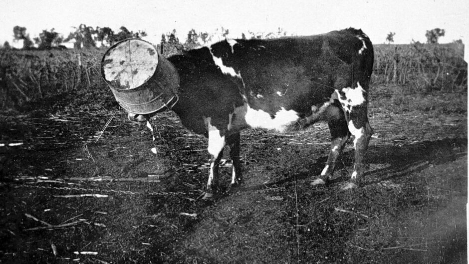 Negative - 'Betty' Predicting Rain, Cardross District, Victoria, circa 1930