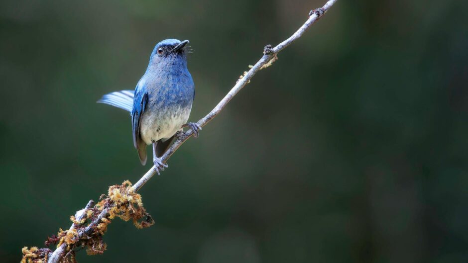 blue bird perched on a branch in nature