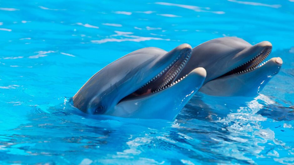 Two bottlenose dolphins enjoying a swim in clear blue waters.