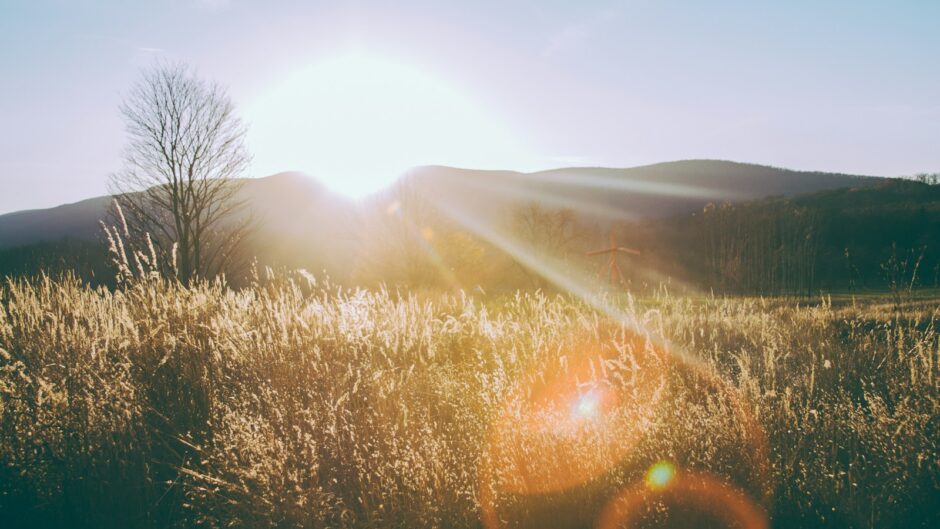 silhouette photo of grass field