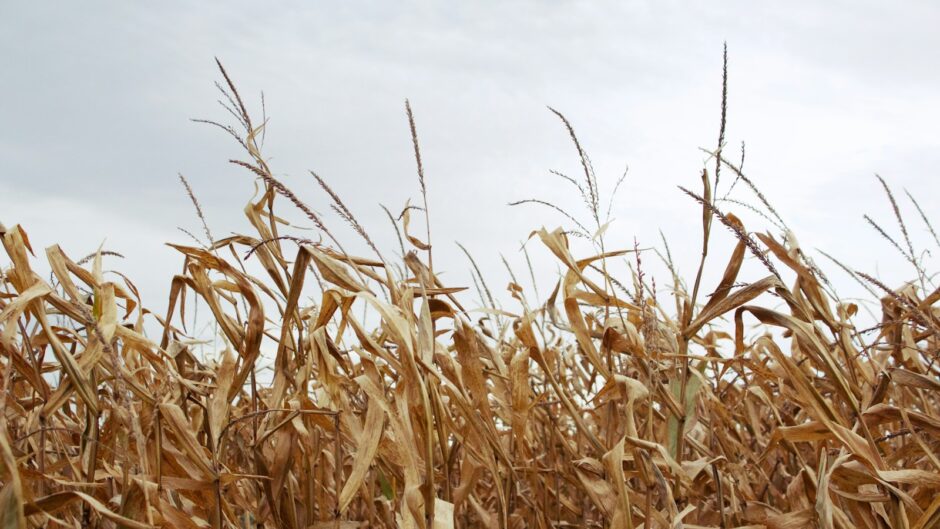 corn field under gray sky