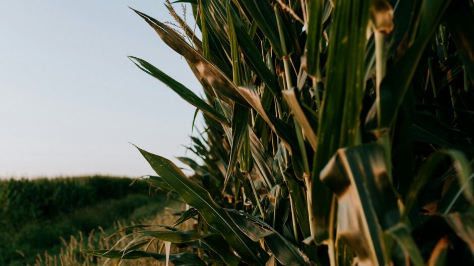 green wheat field during daytime
