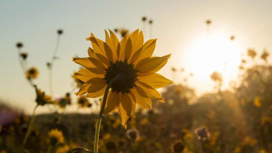 photo of yellow Sunflowers